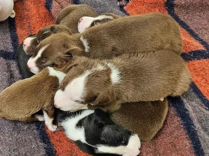 Cachorro ra a Pit-Bull com vira lata idade Abaixo de 2 meses nome Sem nome