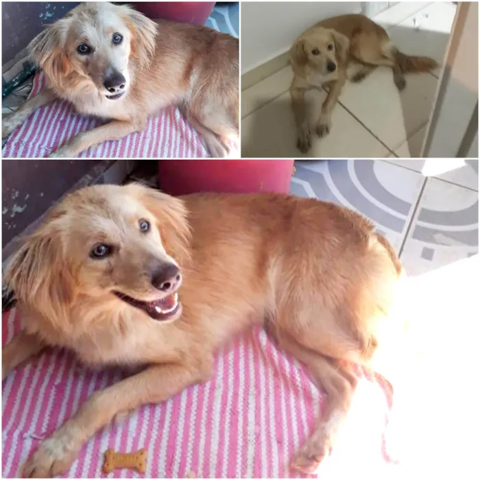 Cachorro ra a SRD-ViraLata idade 1 ano nome Princesa