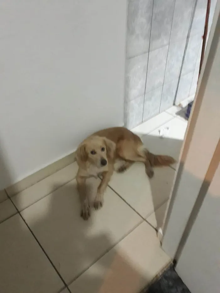 Cachorro ra a SRD-ViraLata idade 1 ano nome Princesa