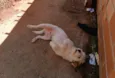 Algodão