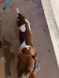 Lulu