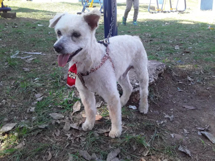 Cachorro ra a Pooodle idade 2 anos nome Floquinho 