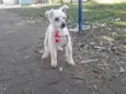 Floquinho