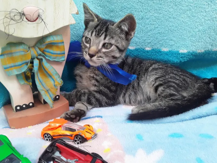 Gato ra a SRD - Virá Lata idade 2 a 6 meses nome Sem Nome