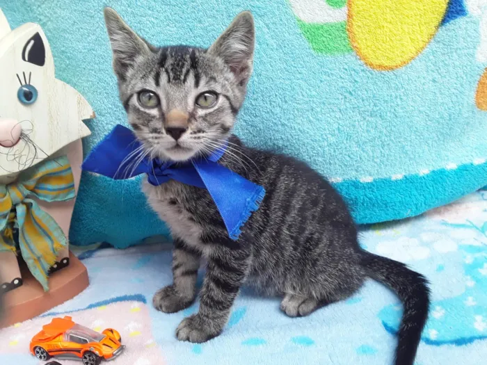 Gato ra a SRD - Virá Lata idade 2 a 6 meses nome Sem Nome