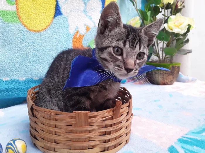 Gato ra a SRD - Virá Lata idade 2 a 6 meses nome Sem Nome