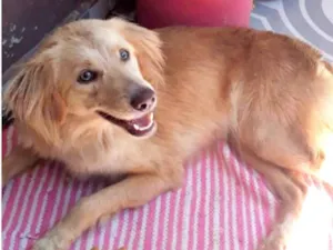 Cachorro raça SRD-ViraLata idade 1 ano nome Princesa