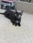 Nina