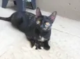 Nina