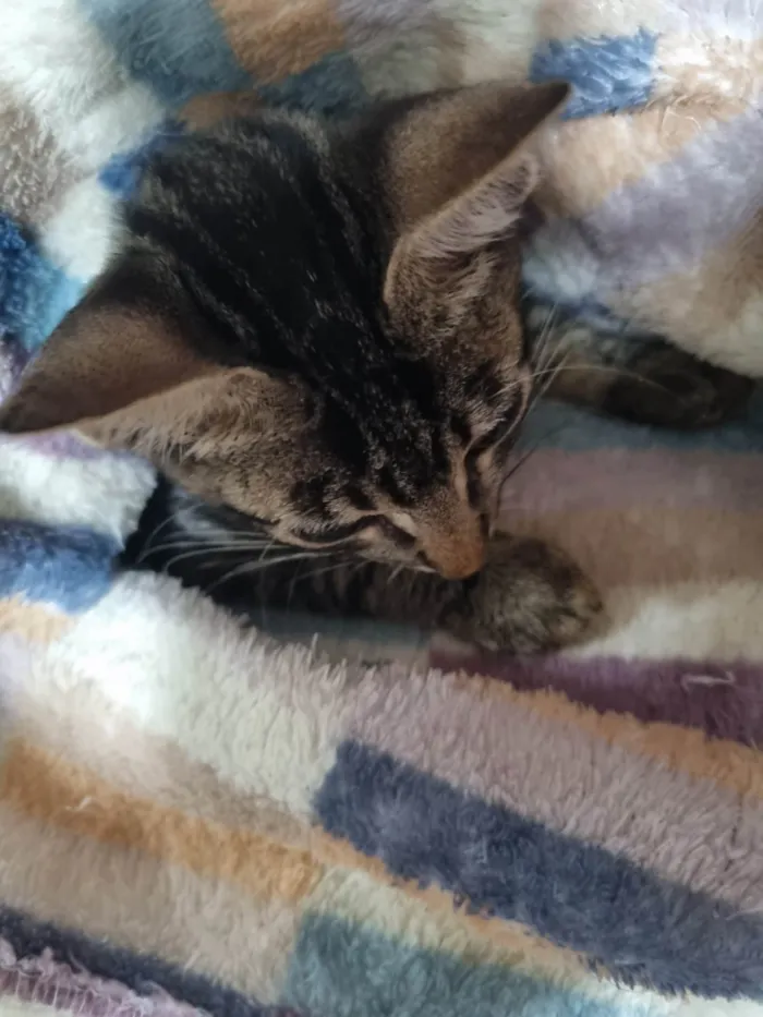Gato ra a SRD-ViraLata idade 2 a 6 meses nome George clone 