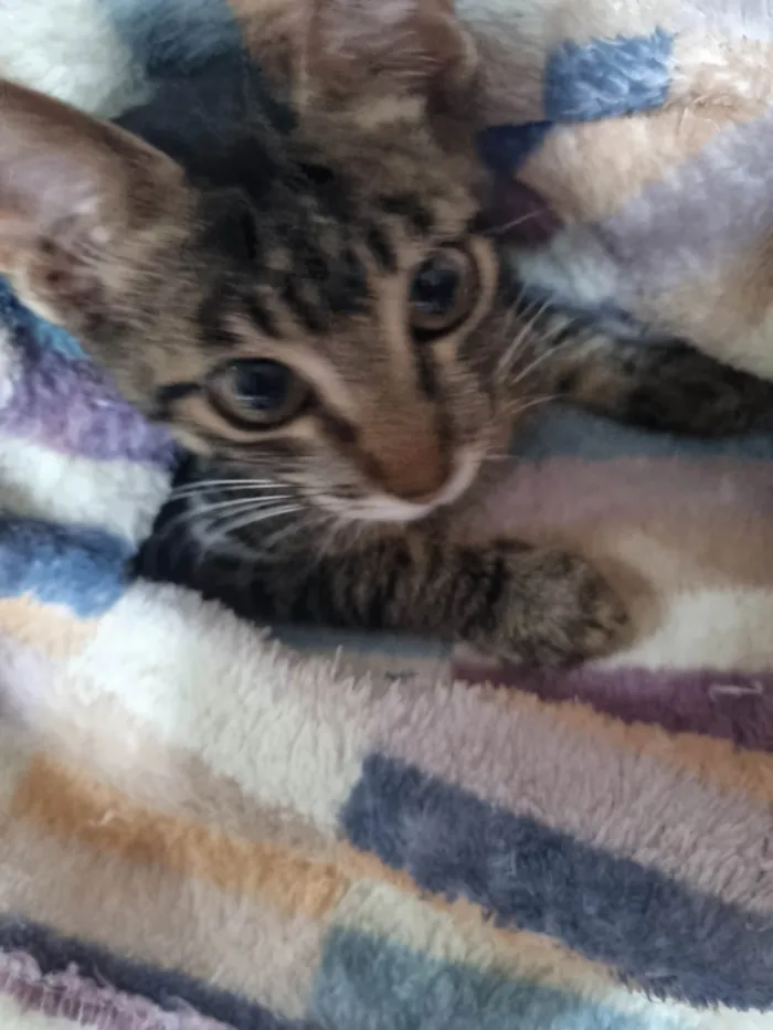 Gato ra a SRD-ViraLata idade 2 a 6 meses nome George clone 