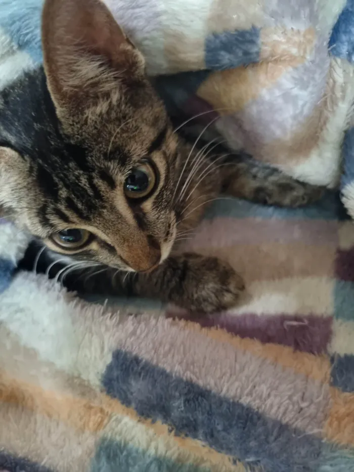 Gato ra a SRD-ViraLata idade 2 a 6 meses nome George clone 