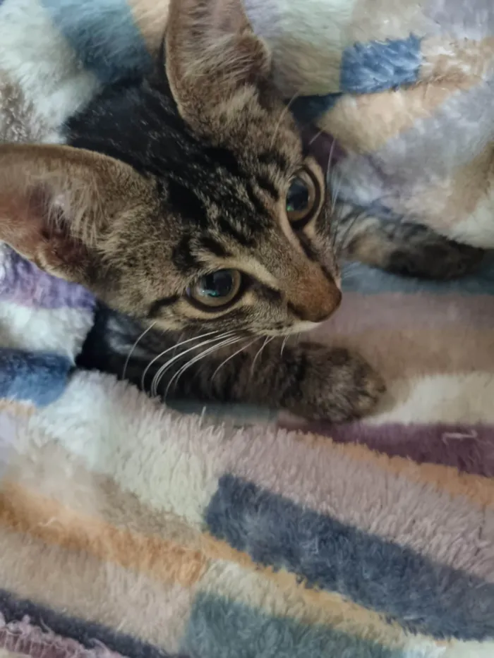 Gato ra a SRD-ViraLata idade 2 a 6 meses nome George clone 