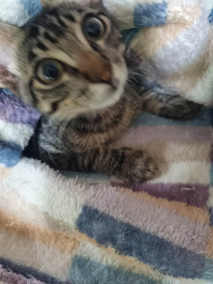 Gato ra a SRD-ViraLata idade 2 a 6 meses nome George clone 