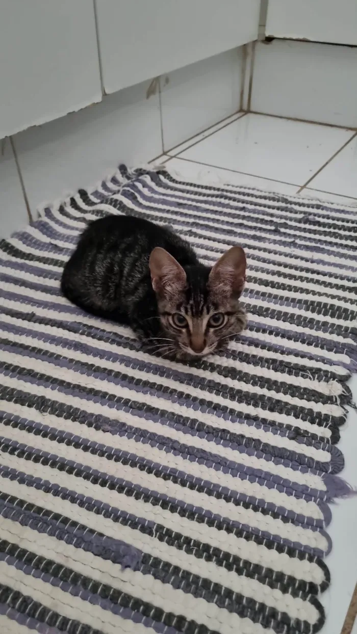Gato ra a SRD-ViraLata idade 2 a 6 meses nome George clone 