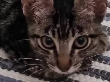 Gato ra a SRD-ViraLata idade 2 a 6 meses nome George clone 