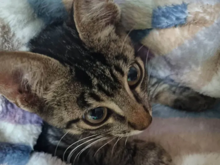 Gato ra a SRD-ViraLata idade 2 a 6 meses nome George clone 