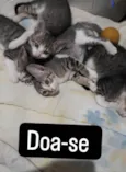 Amor