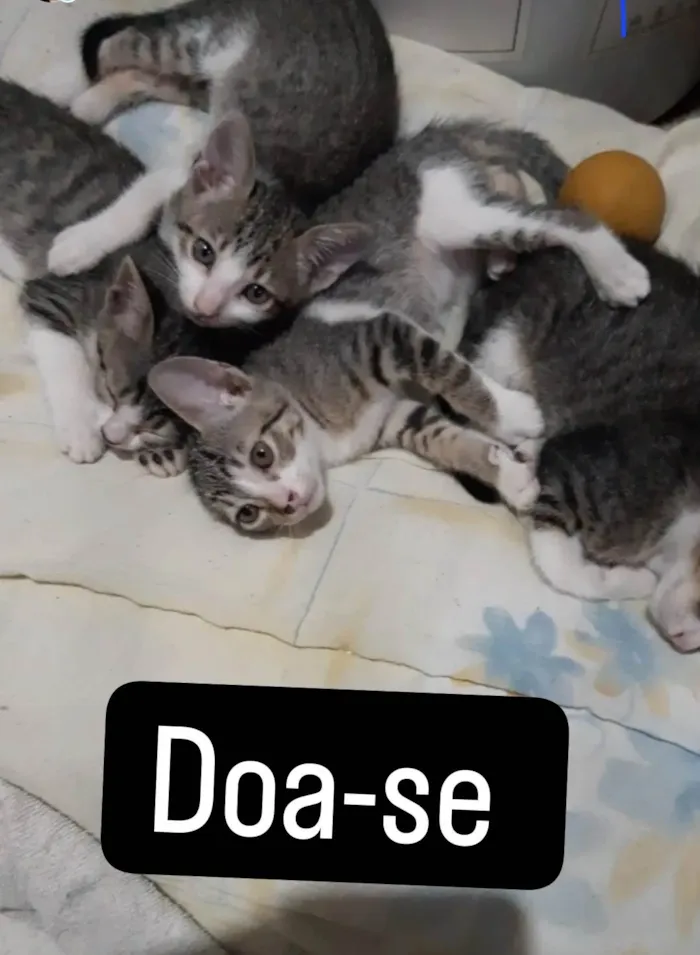 Gato ra a  idade 2 a 6 meses nome Amor