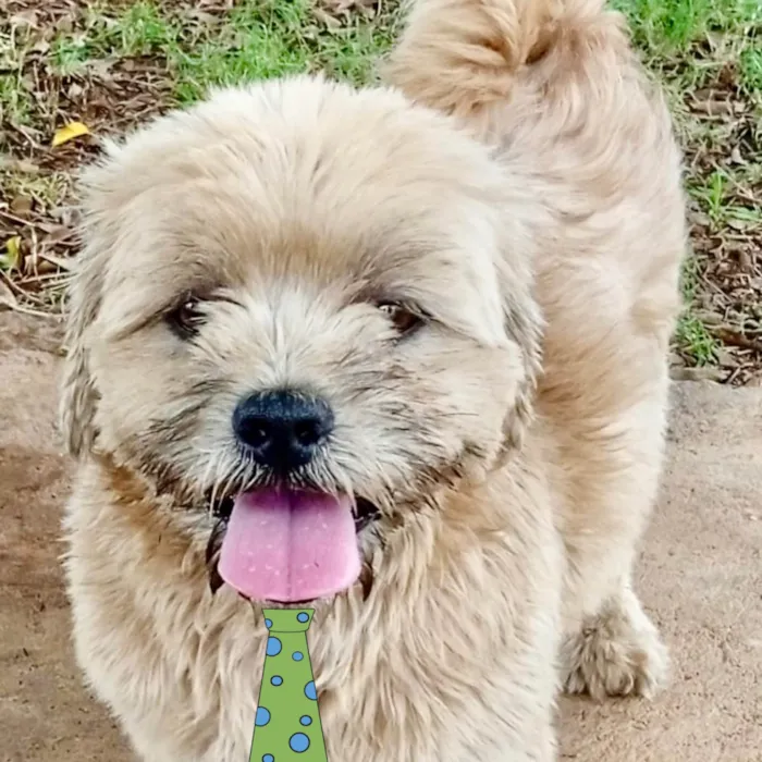 Cachorro ra a Shitzu  idade 1 ano nome Marlon