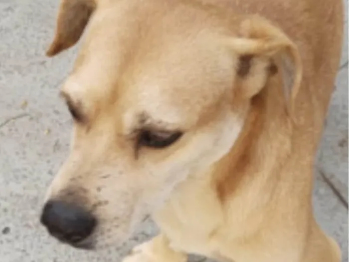 Cachorro ra a Mestico  idade 1 ano nome Joãozinho 