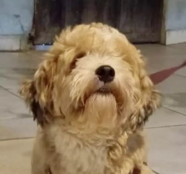 Cachorro ra a Shitzu idade 1 ano nome Bily 
