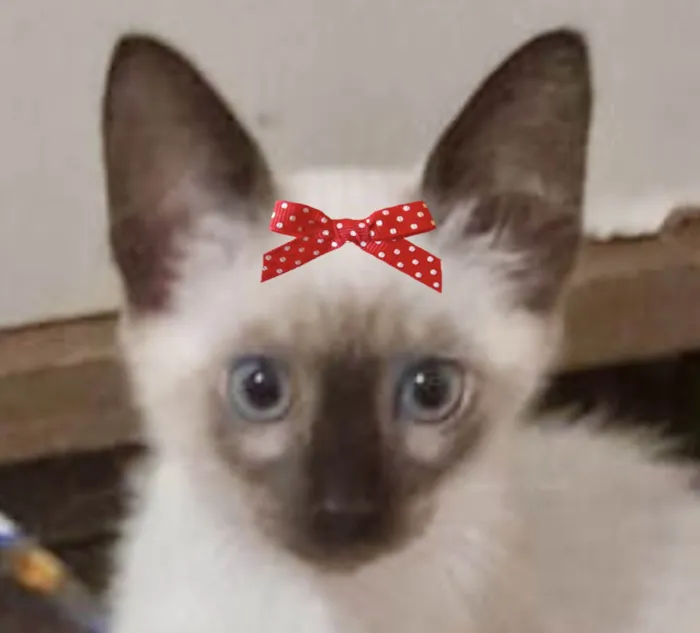 Gato ra a Siamesa  idade 2 a 6 meses nome Jade 
