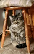 Maya