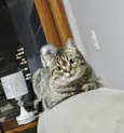 Maya
