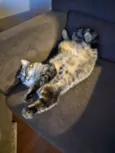 Maya