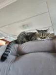 Maya
