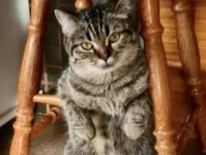 Gato raça Srd idade 1 ano nome Maya