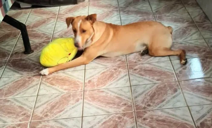 Cachorro ra a SRD idade 7 a 11 meses nome  Dudu