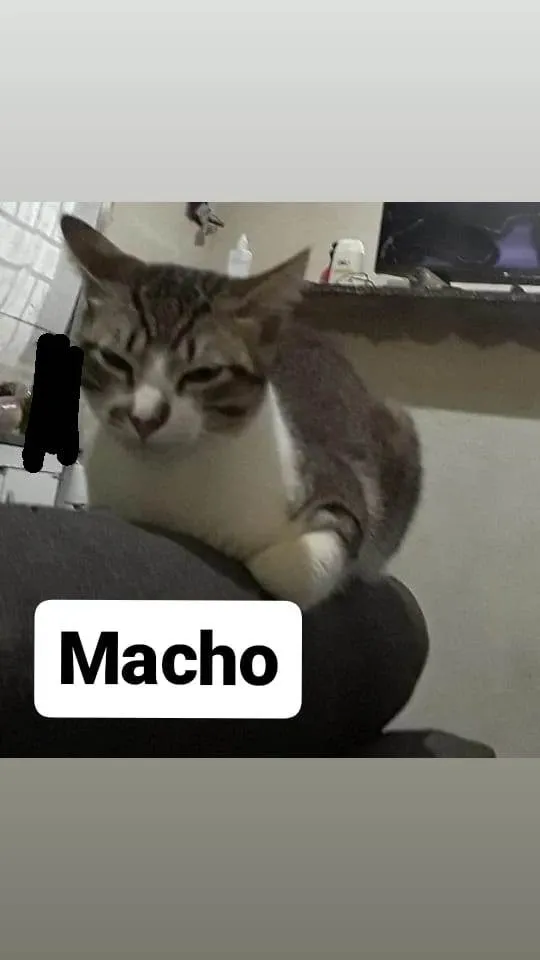 Gato ra a Não sei  idade 2 a 6 meses nome Não tem
