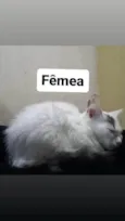 Não tem