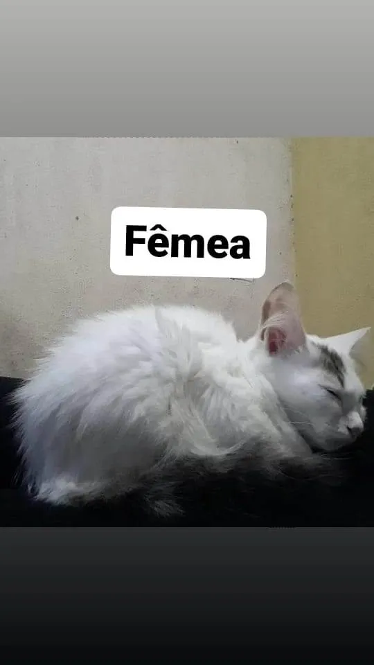 Gato ra a Não sei  idade 2 a 6 meses nome Não tem