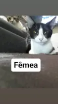 Não tem