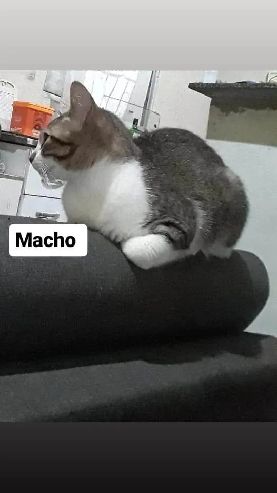 Gato ra a Não sei  idade 2 a 6 meses nome Não tem