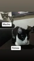 Não tem