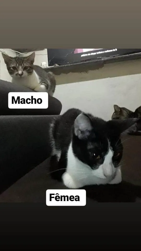 Gato ra a Não sei  idade 2 a 6 meses nome Não tem