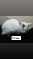 Não tem