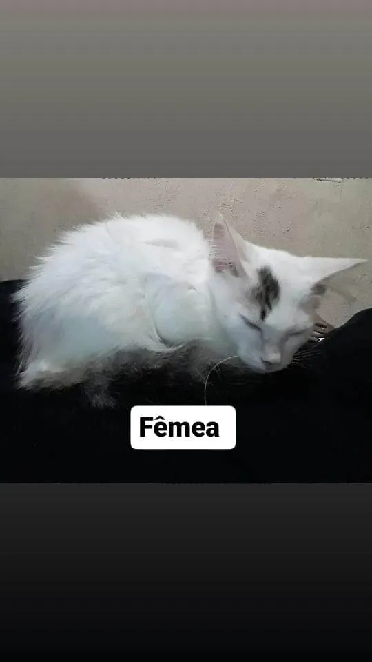Gato ra a Não sei  idade 2 a 6 meses nome Não tem