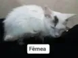 Não tem