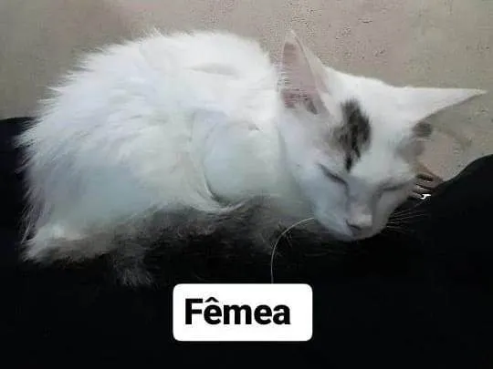 Gato ra a Não sei  idade 2 a 6 meses nome Não tem