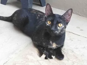 Gato raça Srd idade 7 a 11 meses nome Nina