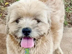 Cachorro raça Shitzu  idade 1 ano nome Marlon