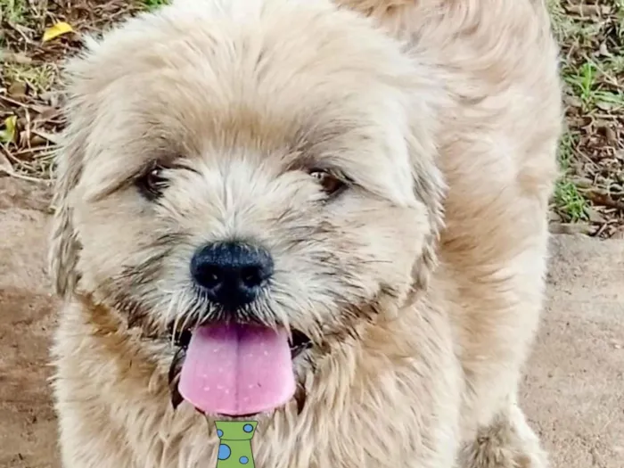 Cachorro ra a Shitzu  idade 1 ano nome Marlon