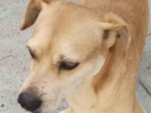 Cachorro raça Mestico  idade 1 ano nome Joãozinho 