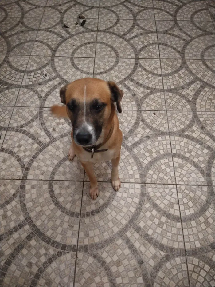 Cachorro ra a Indefinido idade 2 anos nome Madruguinha