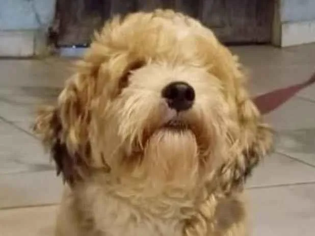 Cachorro ra a Shitzu idade 1 ano nome Bily 